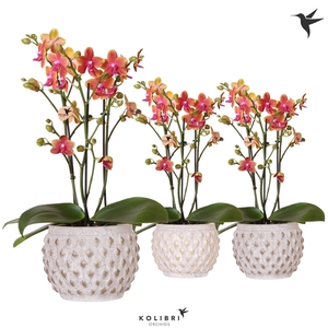 Kolibri Orchids Phalaenopsis Bolgheri 3spike in Marrakesh pot