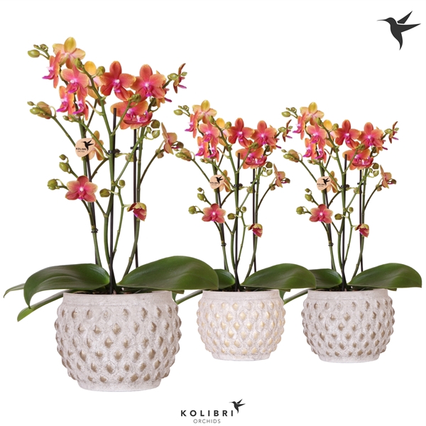 <h4>Kolibri Orchids Phalaenopsis Bolgheri 3spike in Marrakesh pot</h4>