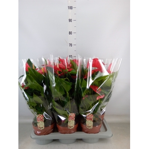 Anthurium andr. 'Felicita'