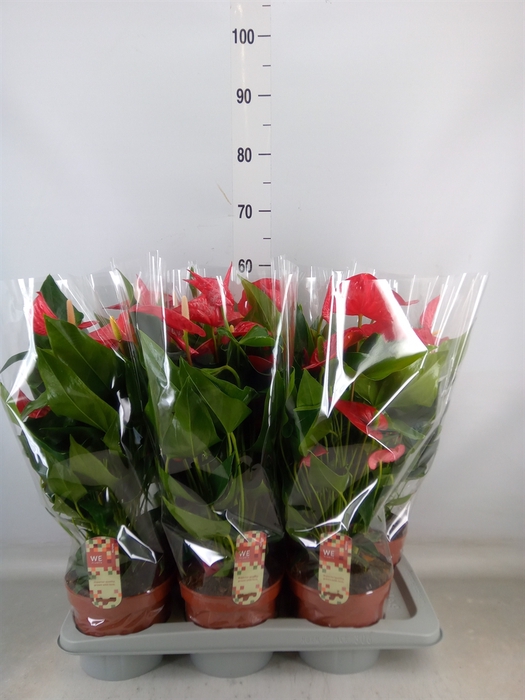 <h4>Anthurium andr. 'Felicita'</h4>