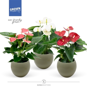 Anthurium - KARMA Grandiflora Mix | sierpot + patroon