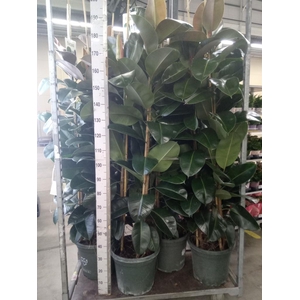 Ficus elastica 'Robusta'