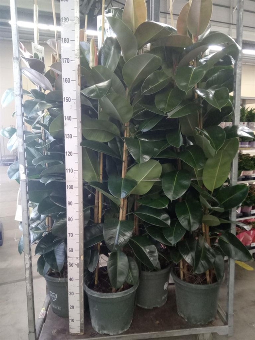 <h4>Ficus elastica 'Robusta'</h4>