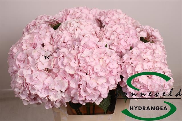 HYDR M PINKY