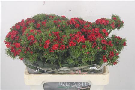 <h4>Di Barb Breanthus Amras Red</h4>