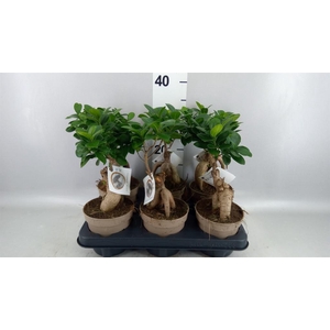 Ficus microcarpa 'Ginseng'