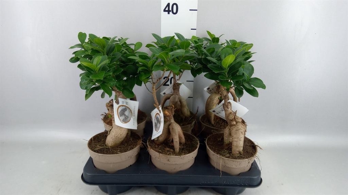 <h4>Ficus microcarpa 'Ginseng'</h4>
