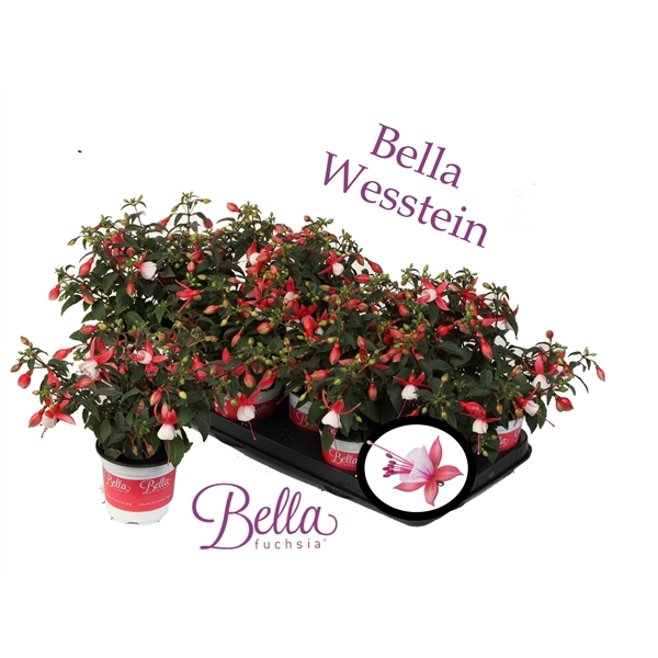 Bella Fuchsia 'Petra' ( hang )