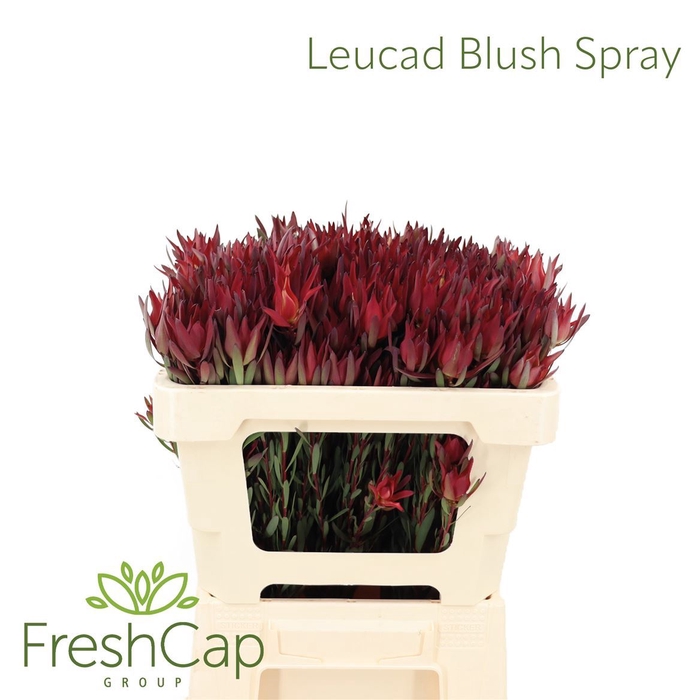 <h4>LEUCADENDRON SALIGNUM 'BLUSH'</h4>