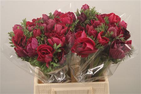 <h4>Anem Mistral Magenta Super</h4>