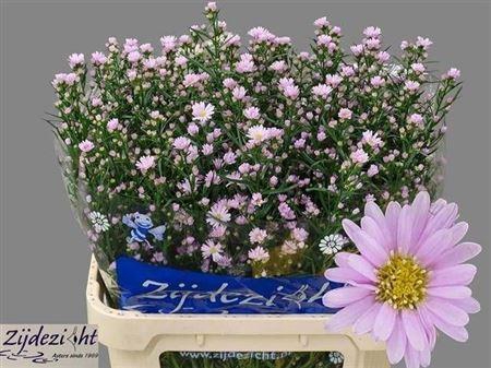 <h4>Aster U Claudia</h4>