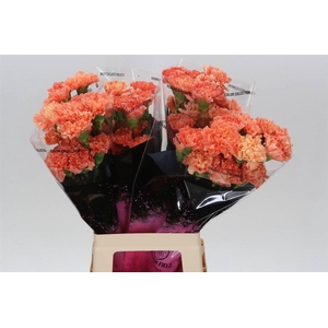 Anjer Lang Hermes Orange