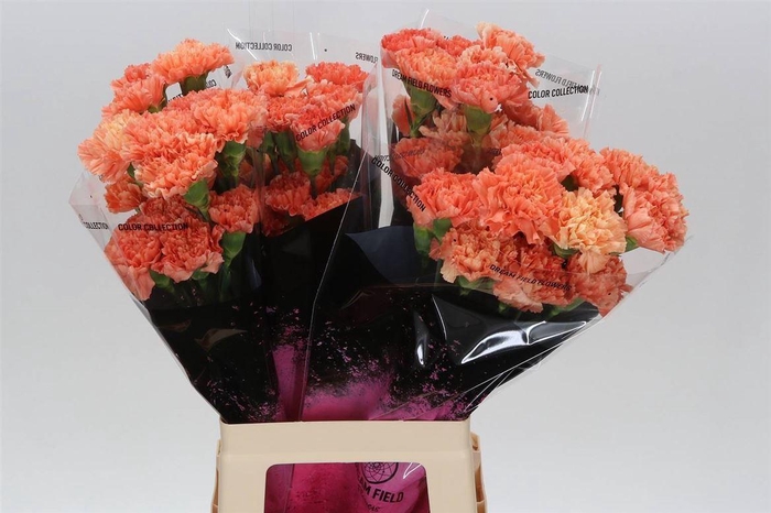 <h4>Anjer Lang Hermes Orange</h4>