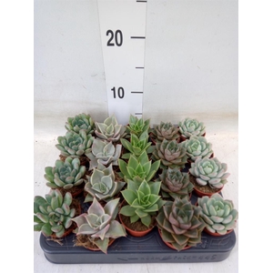 Echeveria   ...mix
