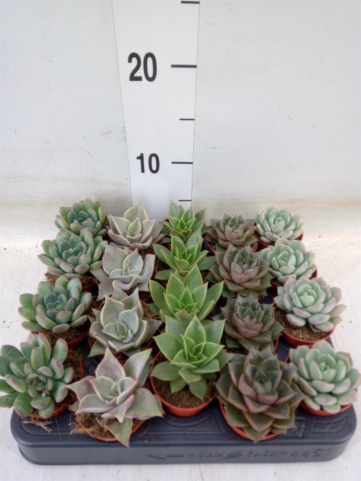 <h4>Echeveria   ...mix</h4>