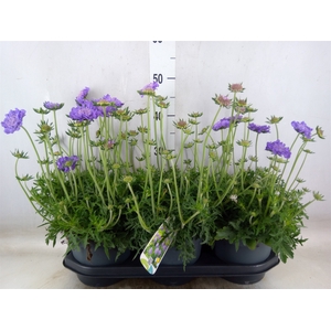Scabiosa columb.