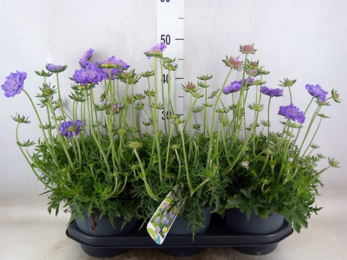 <h4>Scabiosa columb.</h4>
