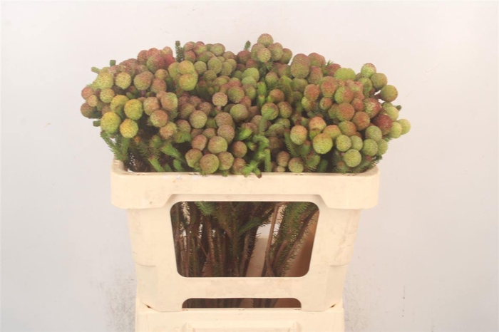 <h4>BERZ GALPINII</h4>