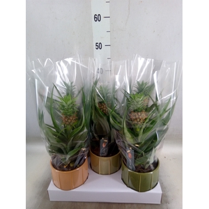 Ananas  'Mi Amigo'