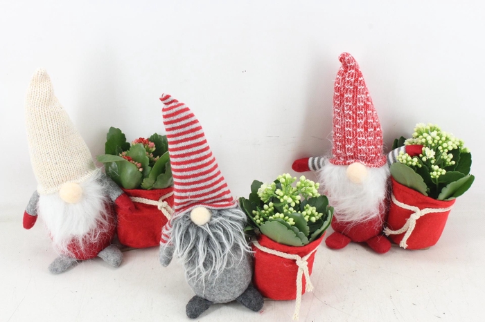 <h4>arr2 MB - Gnome mix x12</h4>