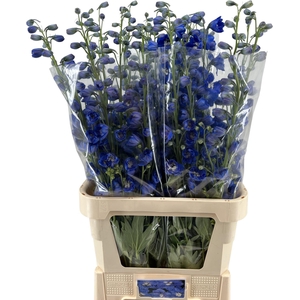 Delph Kings Blue Arrow Chantiplant