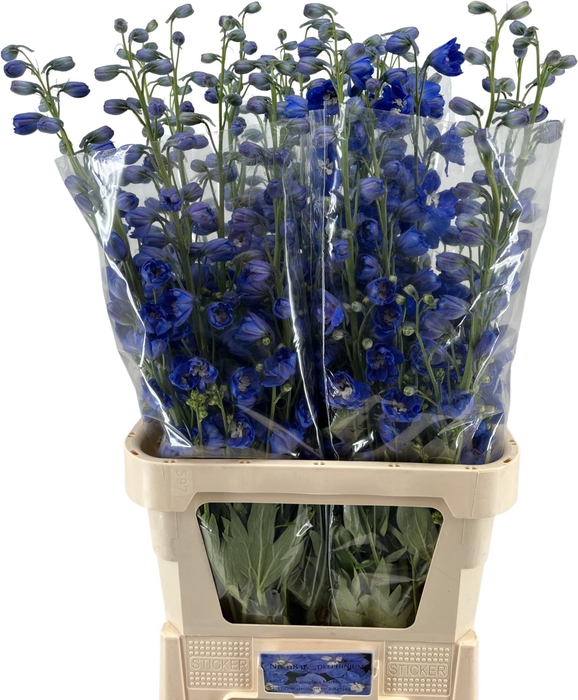 <h4>Delph Kings Blue Arrow Chantiplant</h4>