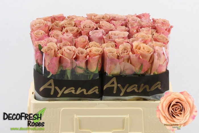 <h4>ROSA GR 'MOCCACHINO'</h4>