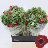 Anemone Galil Rood