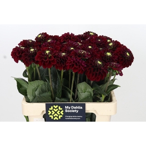 DAHLIA BLACK FOX*