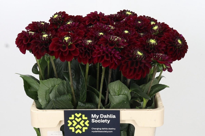 <h4>DAHLIA BLACK FOX*</h4>