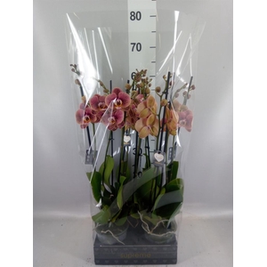 Phalaenopsis   ...rose