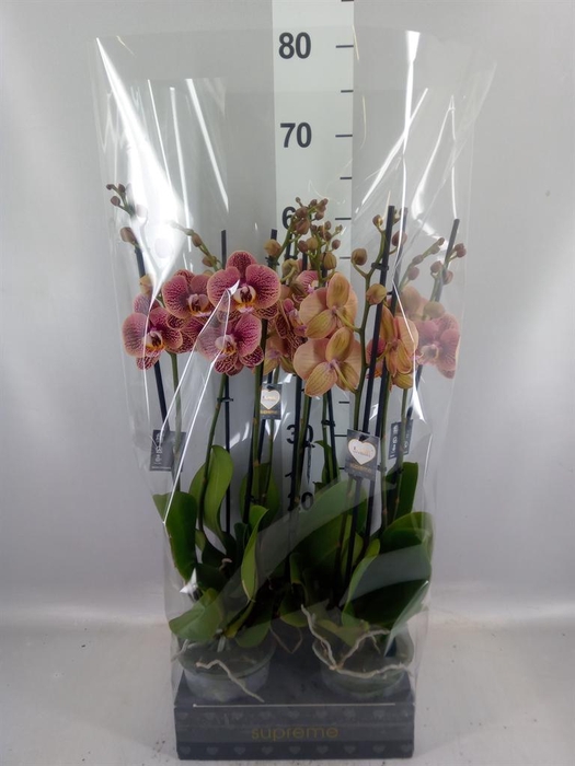 <h4>Phalaenopsis   ...rose</h4>