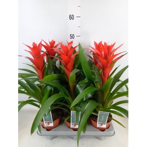 Guzmania  'Ostara'