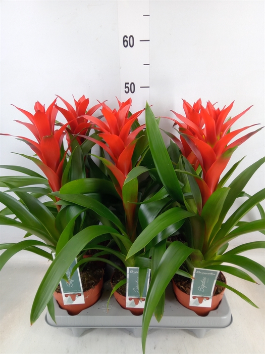 <h4>Guzmania  'Ostara'</h4>