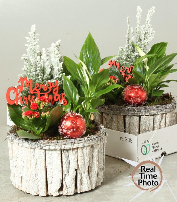 <h4>ARR KAMERPL</h4>