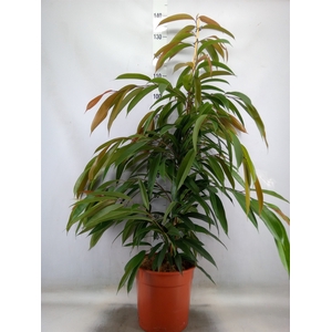 Ficus binn. 'Amstel King'