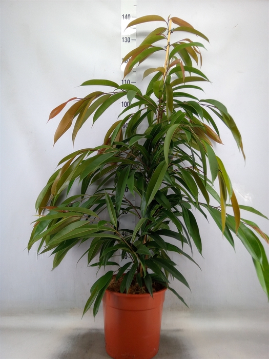 <h4>Ficus binn. 'Amstel King'</h4>