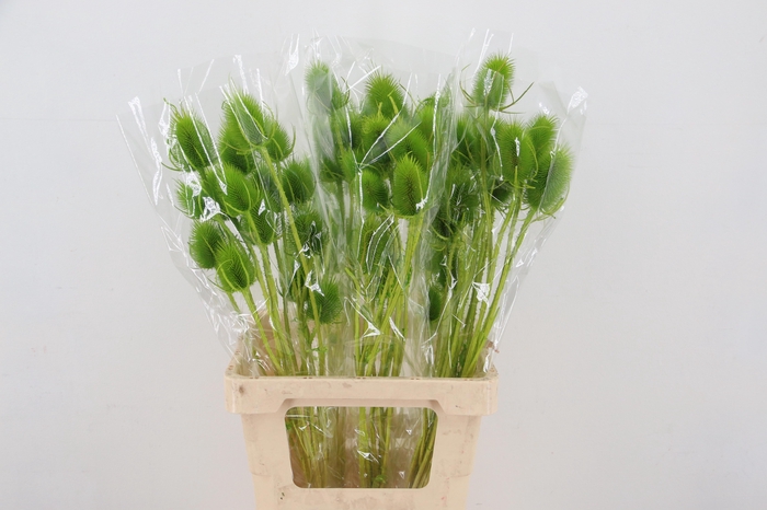 <h4>DROOGBL BEWERKT H%</h4>