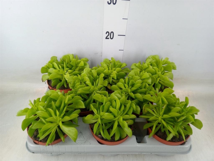<h4>Peperomia</h4>