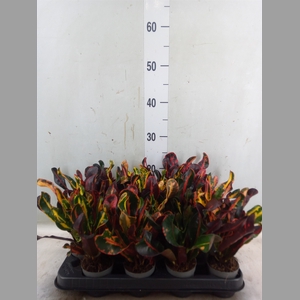 Codiaeum var. GR 'Mammi'