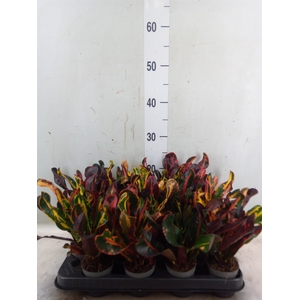 Codiaeum var. GR 'Mammi'