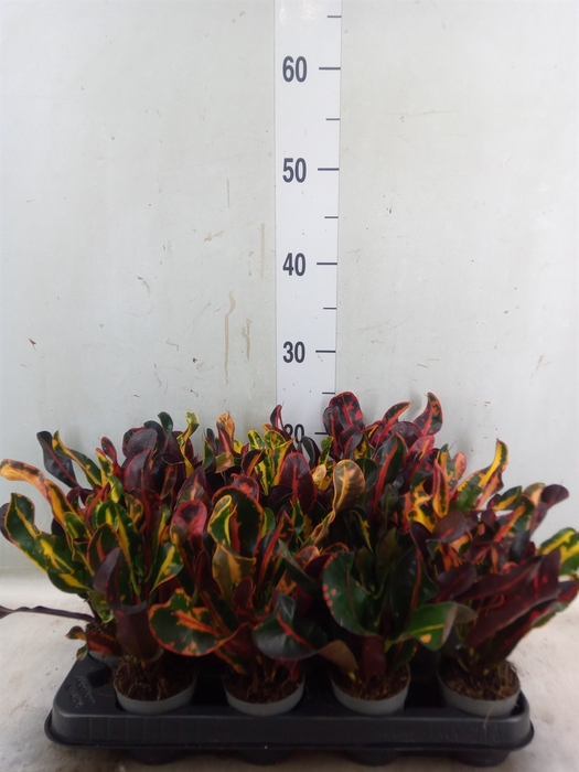 <h4>Codiaeum var. GR 'Mammi'</h4>