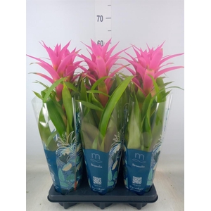 Guzmania  'Suerte Cerise'