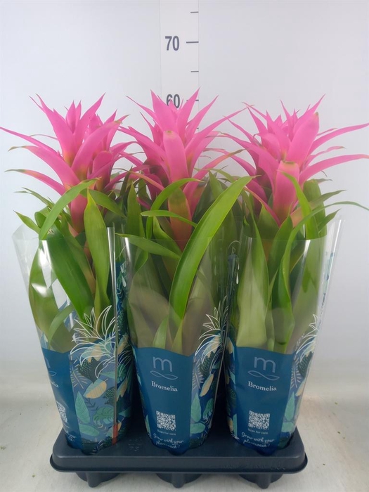 <h4>Guzmania  'Suerte Cerise'</h4>