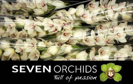 <h4>Cymb T Mazurka</h4>