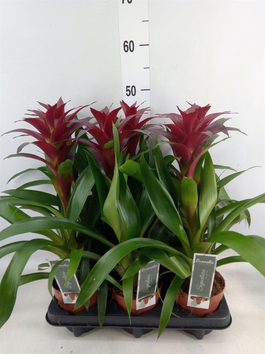 <h4>Guzmania  'Nextara'</h4>