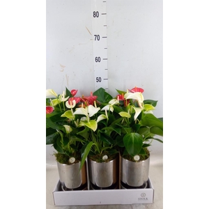 Anthurium andr.   ...mix  3