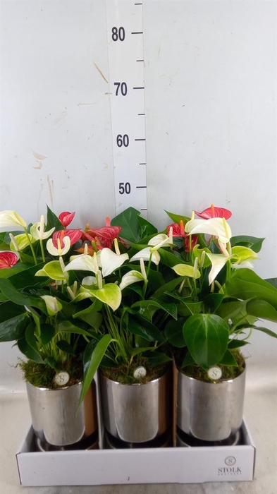 <h4>Anthurium andr.   ...mix  3</h4>