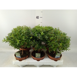 Myrtus communis