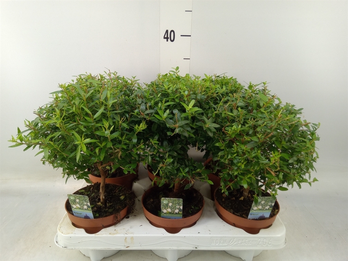 <h4>Myrtus communis</h4>